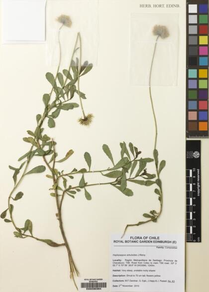 Haplopappus velutinus subsp. velutinus [Espécimen: ]