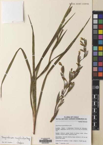 Sisyrinchium cuspidatum [Espécimen: ]
