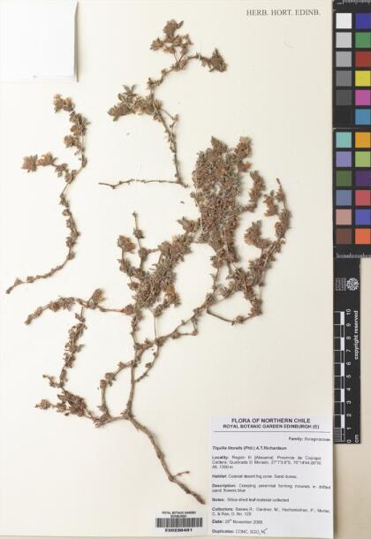 Tiquilia litoralis [Espécimen: ]
