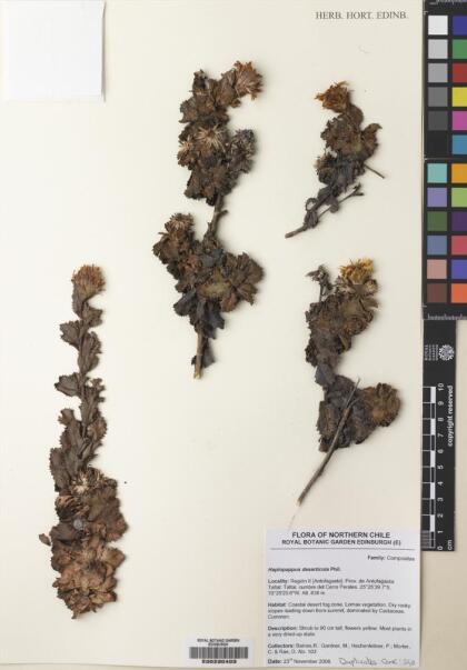 Haplopappus deserticola [Espécimen: ]