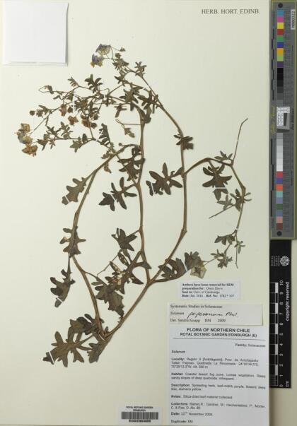Solanum paposanum [Espécimen: ]