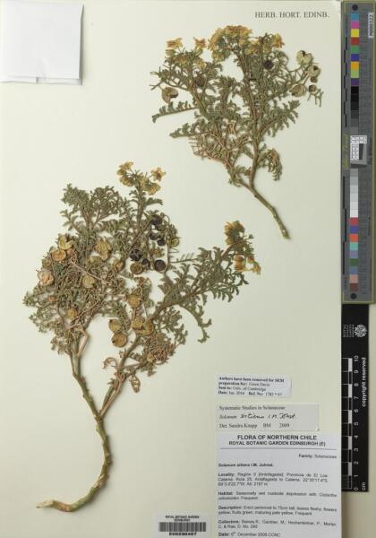 Solanum sitiens [Espécimen: ]