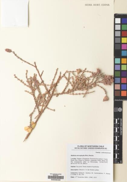 Balbisia microphylla [Espécimen: ]