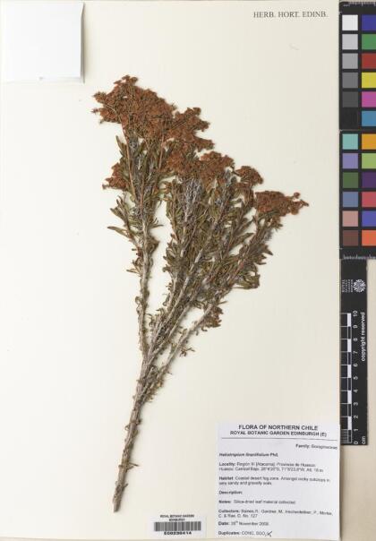 Heliotropium floridum [Espécimen: ]