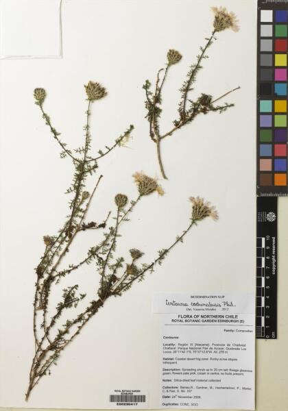 Plectocephalus chilensis [Espécimen: ]
