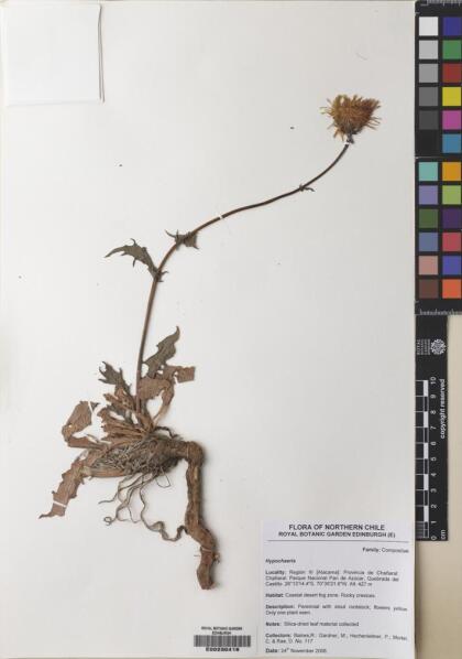Hypochaeris scorzonerae [Espécimen: ]
