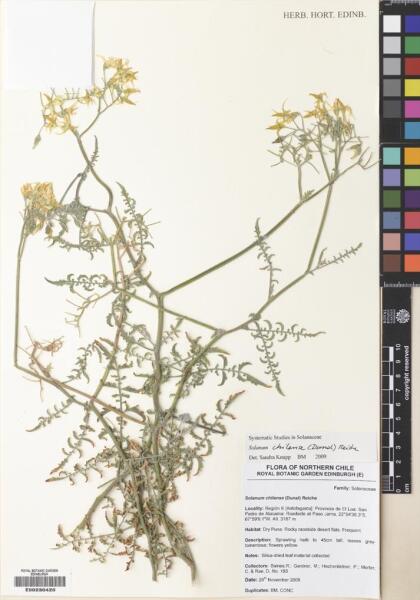 Solanum chilense [Espécimen: ]