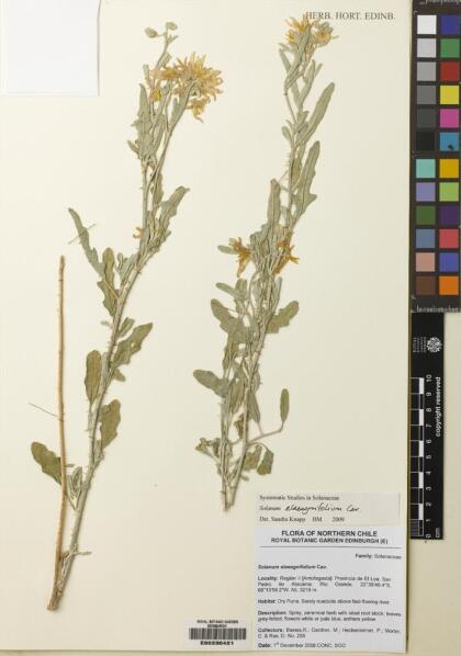 Solanum elaeagnifolium [Espécimen: ]