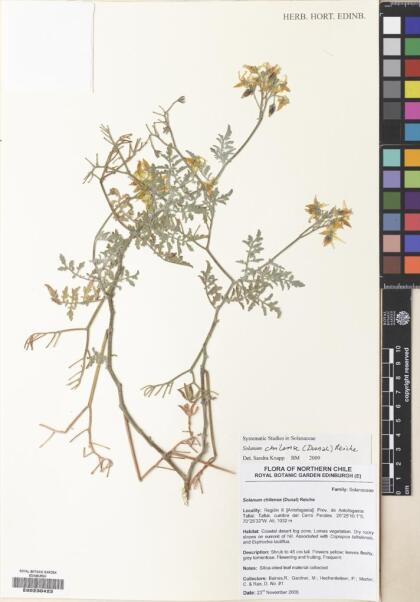 Solanum chilense [Espécimen: ]