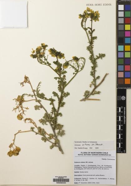 Solanum sitiens [Espécimen: ]