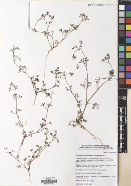 Cyclospermum laciniatum [Espécimen: ]