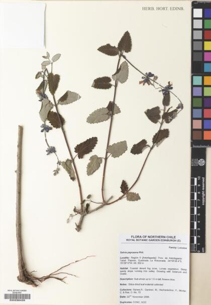 Salvia rhombifolia [Espécimen: ]