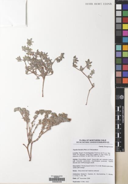 Tiquilia litoralis [Espécimen: ]