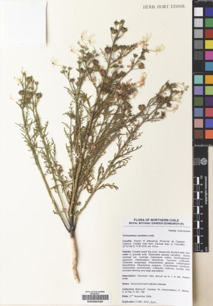 Schizanthus candidus [Espécimen: ]