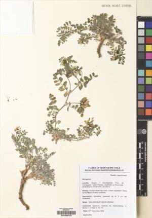 Astragalus paposanus [Espécimen: ]