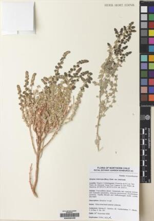 Atriplex imbricata [Espécimen: ]