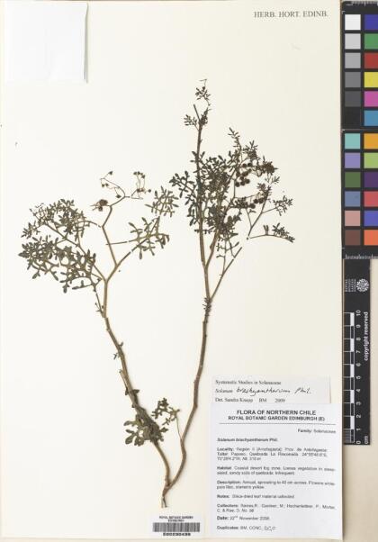 Solanum brachyantherum [Espécimen: ]