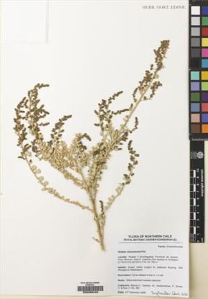 Atriplex atacamensis [Espécimen: ]
