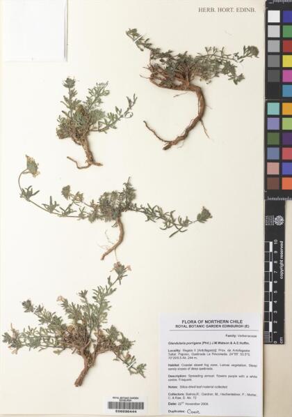 Glandularia porrigens [Espécimen: ]
