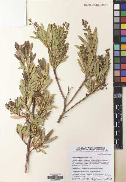Escallonia angustifolia [Espécimen: ]
