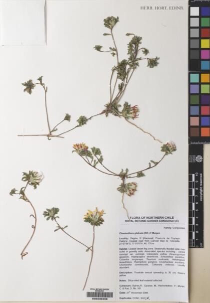 Chaetanthera glabrata [Espécimen: ]