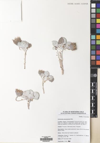 Urmenetea atacamensis [Espécimen: ]
