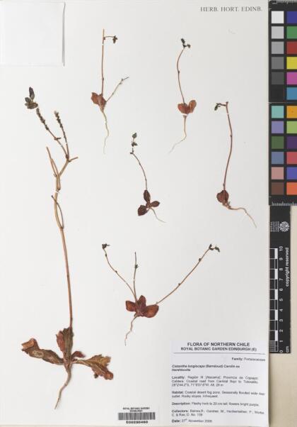 Cistanthe longiscapa [Espécimen: ]