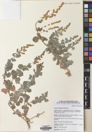 Atriplex taltalensis [Espécimen: ]