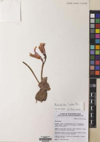 Zephyranthes laeta [Espécimen: ]