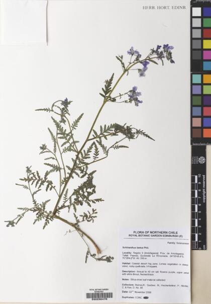 Schizanthus laetus [Espécimen: ]