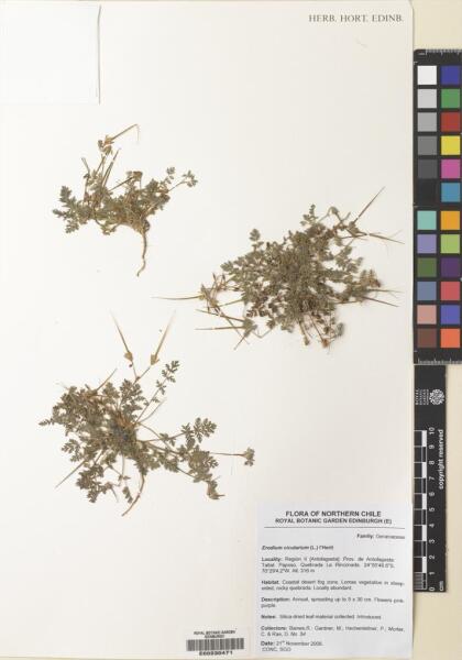 Erodium cicutarium [Espécimen: ]