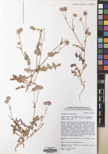 Polyachyrus annuus [Espécimen: ]