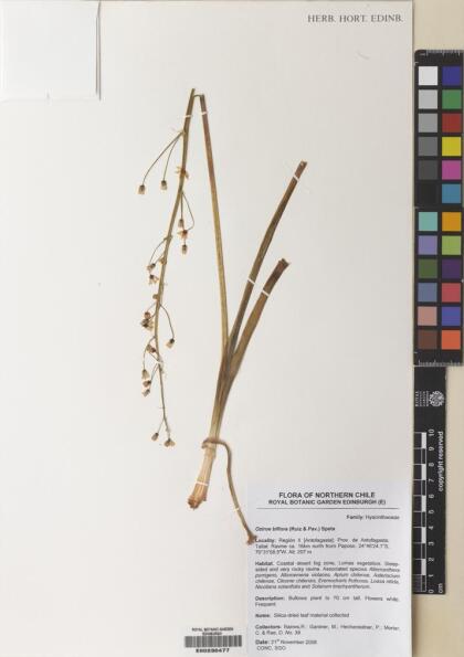 Oziroe biflora [Espécimen: ]