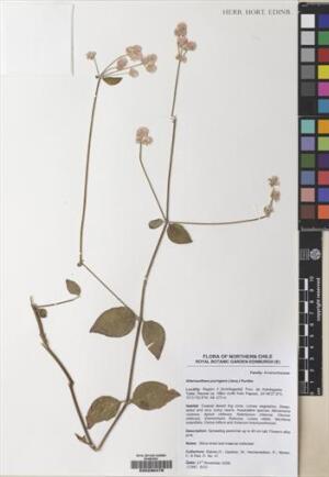 Alternanthera porrigens [Espécimen: ]