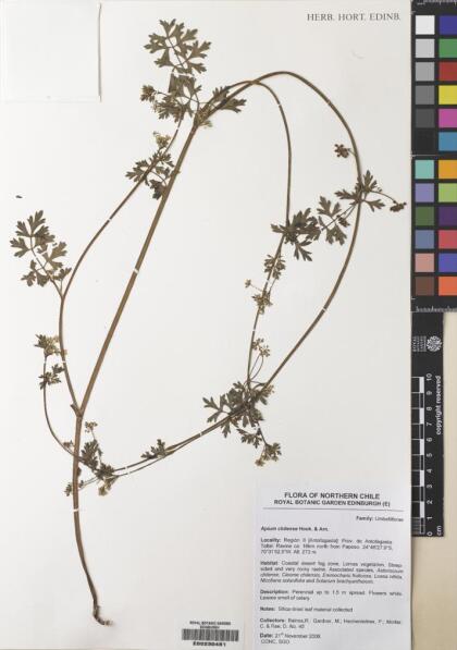 Apium chilense [Espécimen: ]