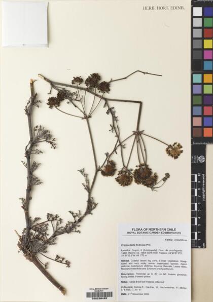 Eremocharis fruticosa [Espécimen: ]