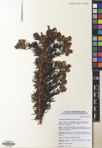 Heliotropium taltalense [Espécimen: ]