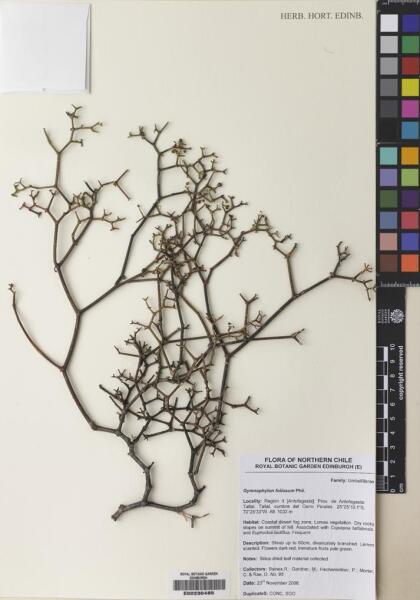 Gymnophyton foliosum [Espécimen: ]