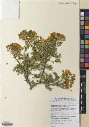 Senna cumingii var. eremobia [Espécimen: ]