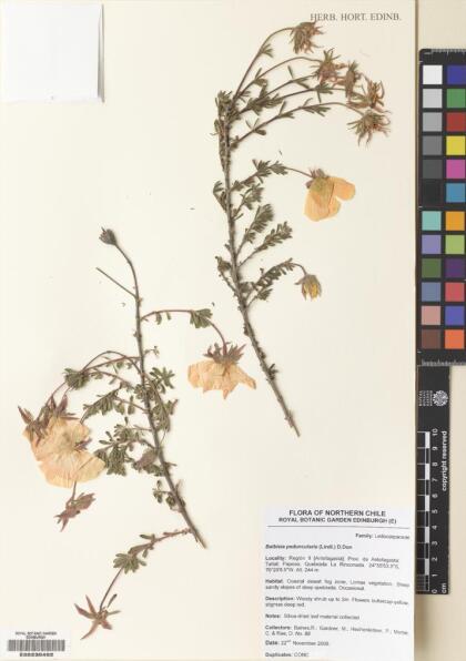 Balbisia peduncularis [Espécimen: ]