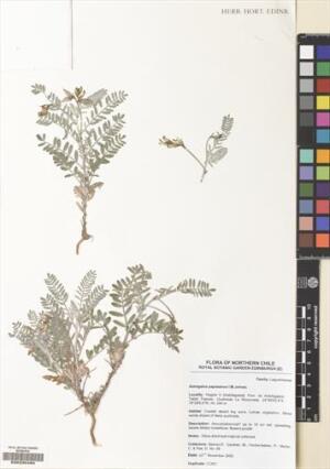 Astragalus paposanus [Espécimen: ]