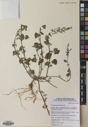Chenopodium petiolare [Espécimen: ]