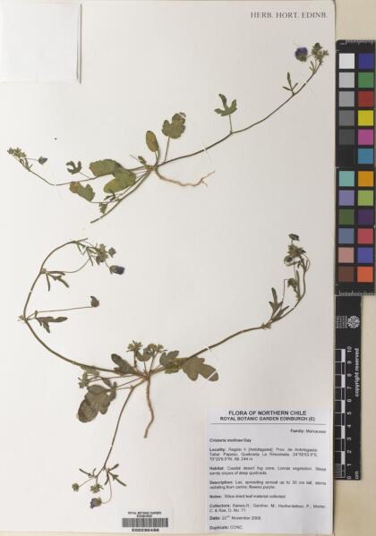 Cristaria molinae [Espécimen: ]