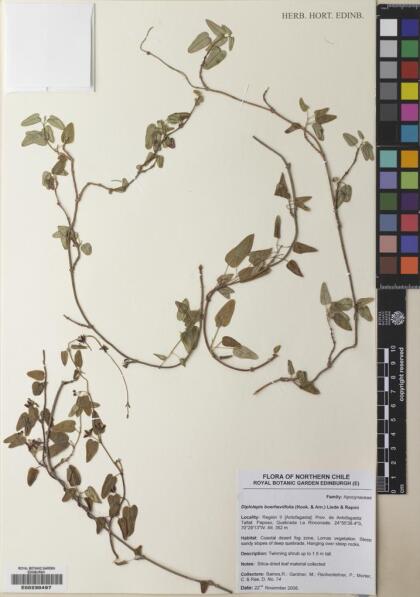 Diplolepis boerhaviifolia [Espécimen: ]