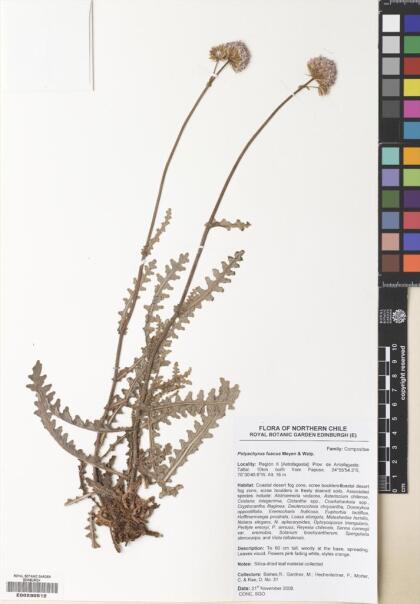Polyachyrus fuscus [Espécimen: ]