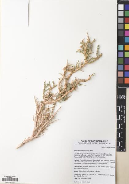 Aloysia deserticola [Espécimen: ]