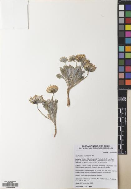 Trichocline caulescens [Espécimen: ]