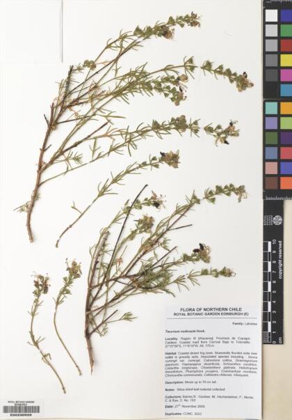 Teucrium nudicaule [Espécimen: ]