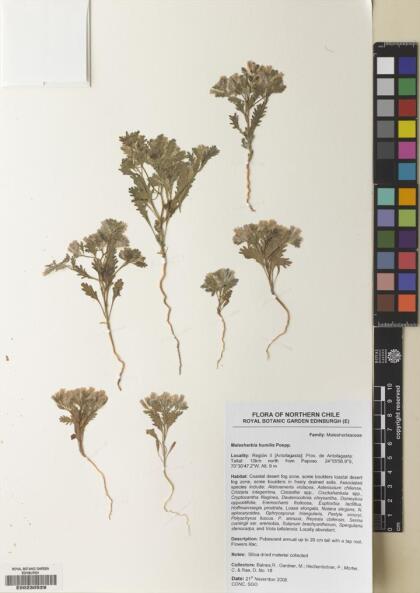 Malesherbia humilis var. parviflora [Espécimen: ]