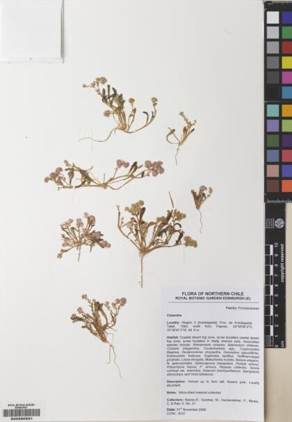 Philippiamra calycina [Espécimen: ]